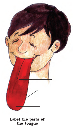 Which taste could be made out on which part of the tongue.png